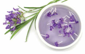 Lavender flower and extract