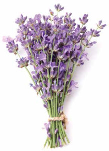 Bunch of lavender on a white background.