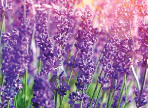 Detail of garden lavender flowers
